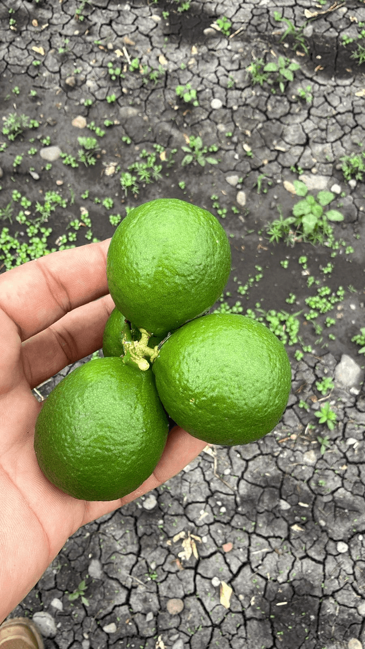 Limoncitos