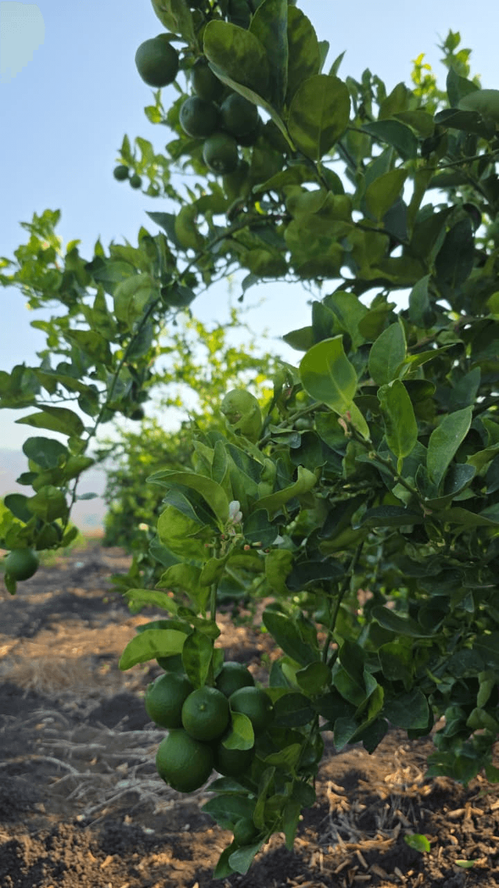 Limones